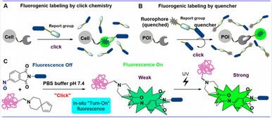上海科技大学刘佳与姜标团队合作开发原位光激活生物正交偶联反应，推动生物技术新突破
